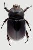 Oryctes nasicornis